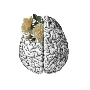 Polera - CEREBRO ANATOMICAL